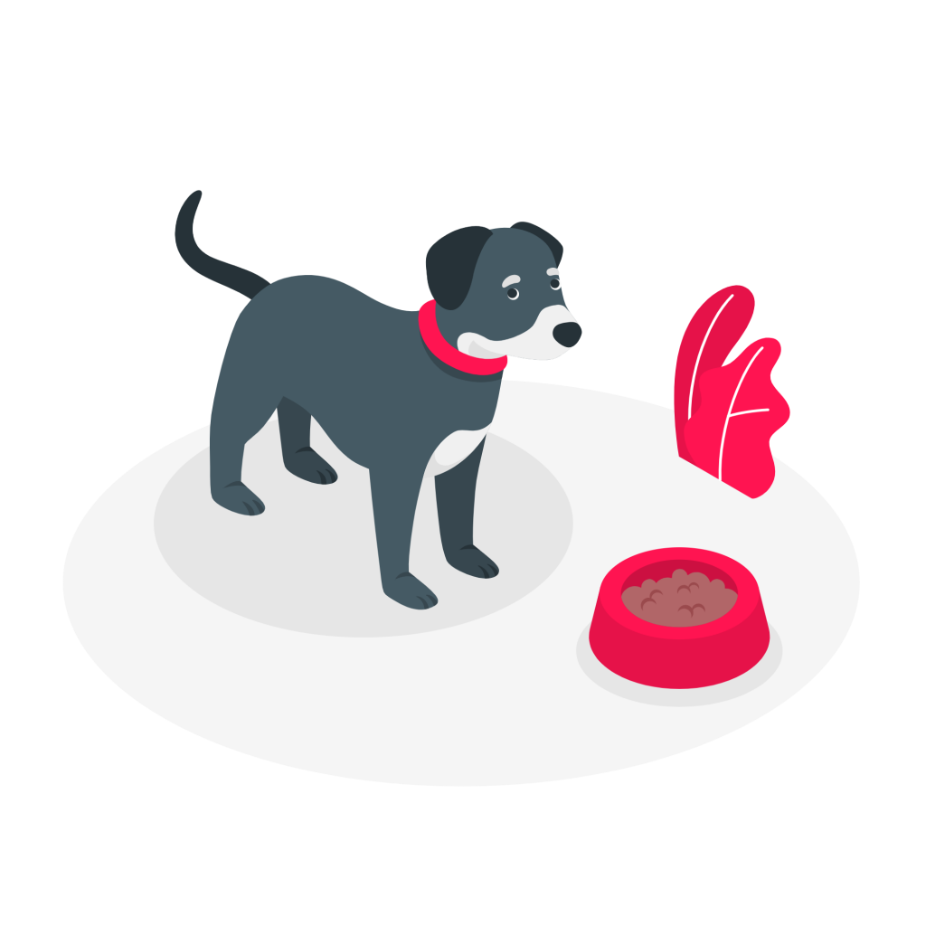 dog's foods beds and accessories