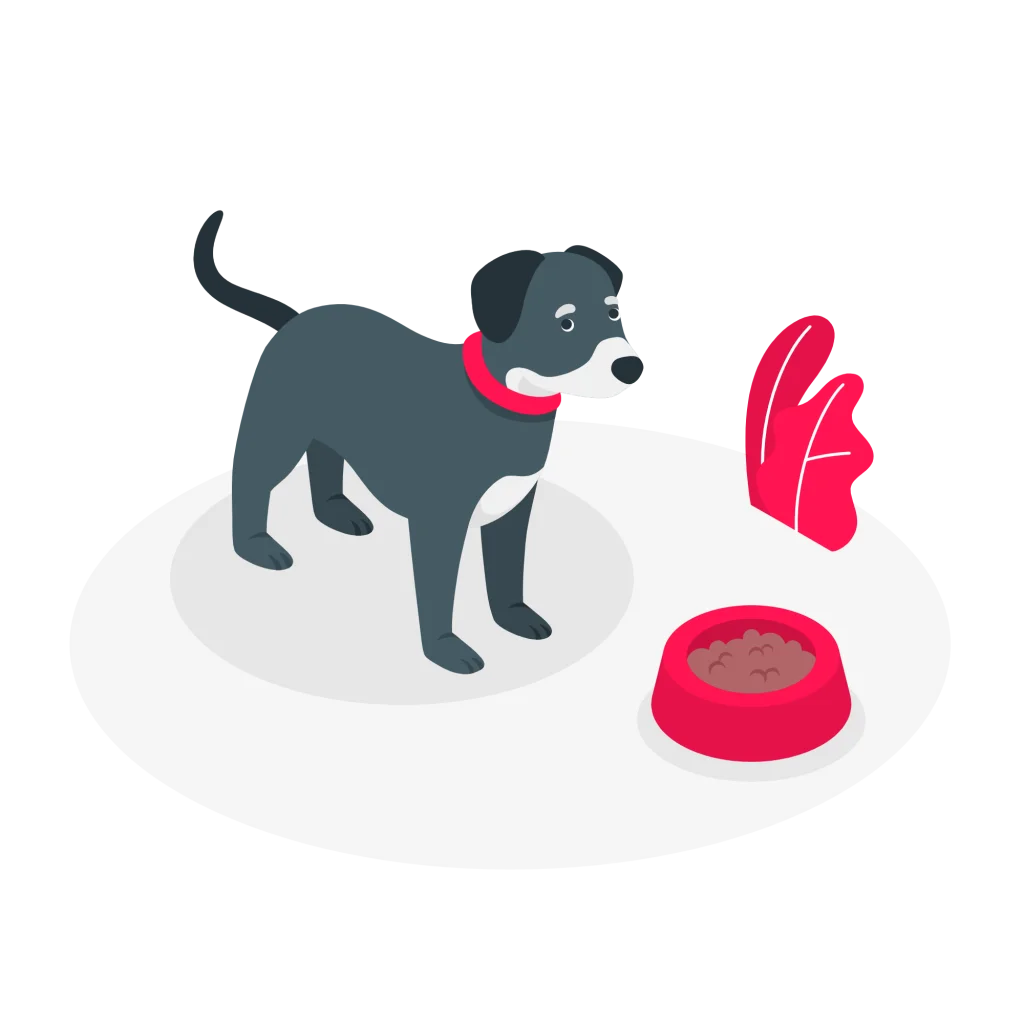 dog's foods beds and accessories