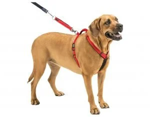 Dog Harness