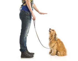 Dog Training Chicago