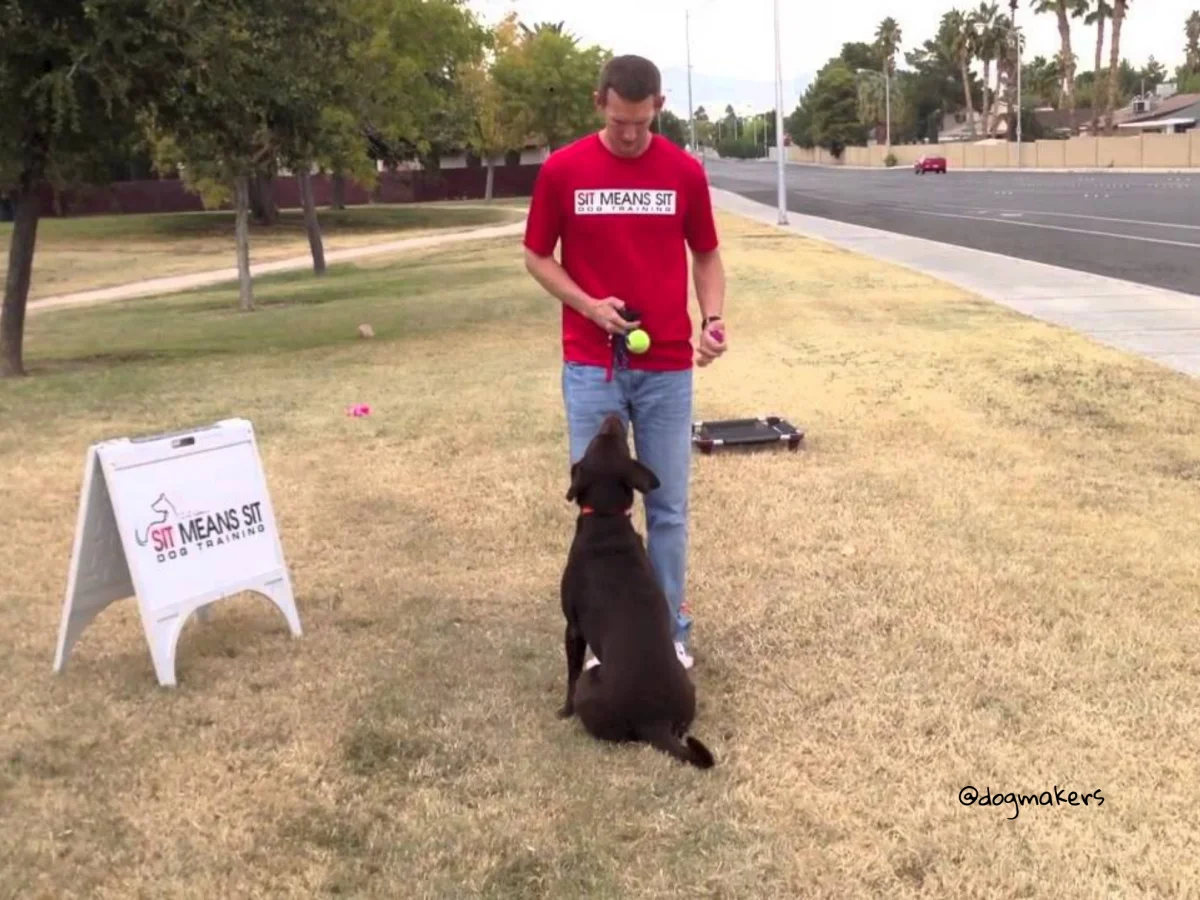 sit means sit chicago dog training