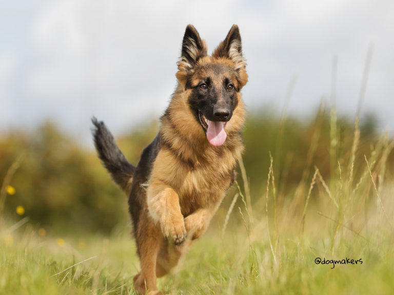 Dog Command in German: 5 Easy Steps to Make You Happy