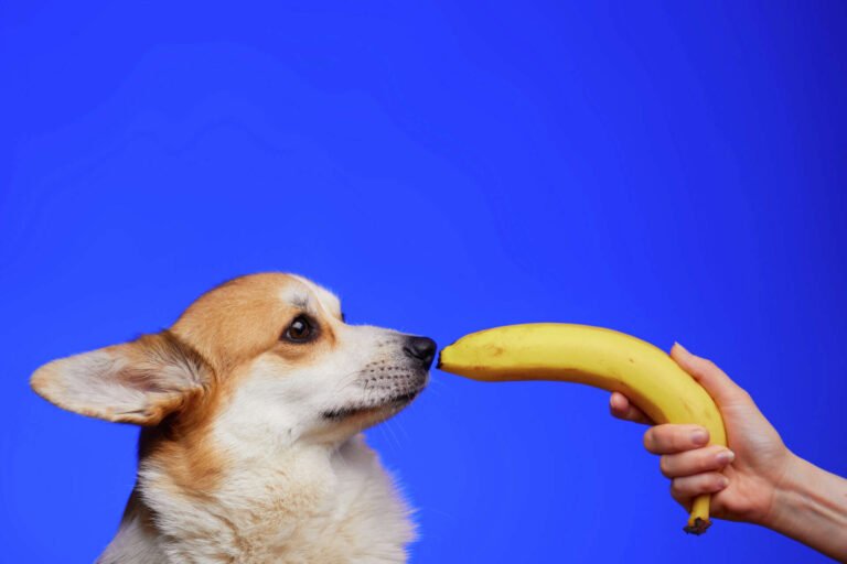 Can Dogs Eat Banana Peels? Surprising Facts Revealed
