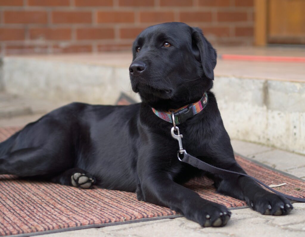 Black Labrador Retriever