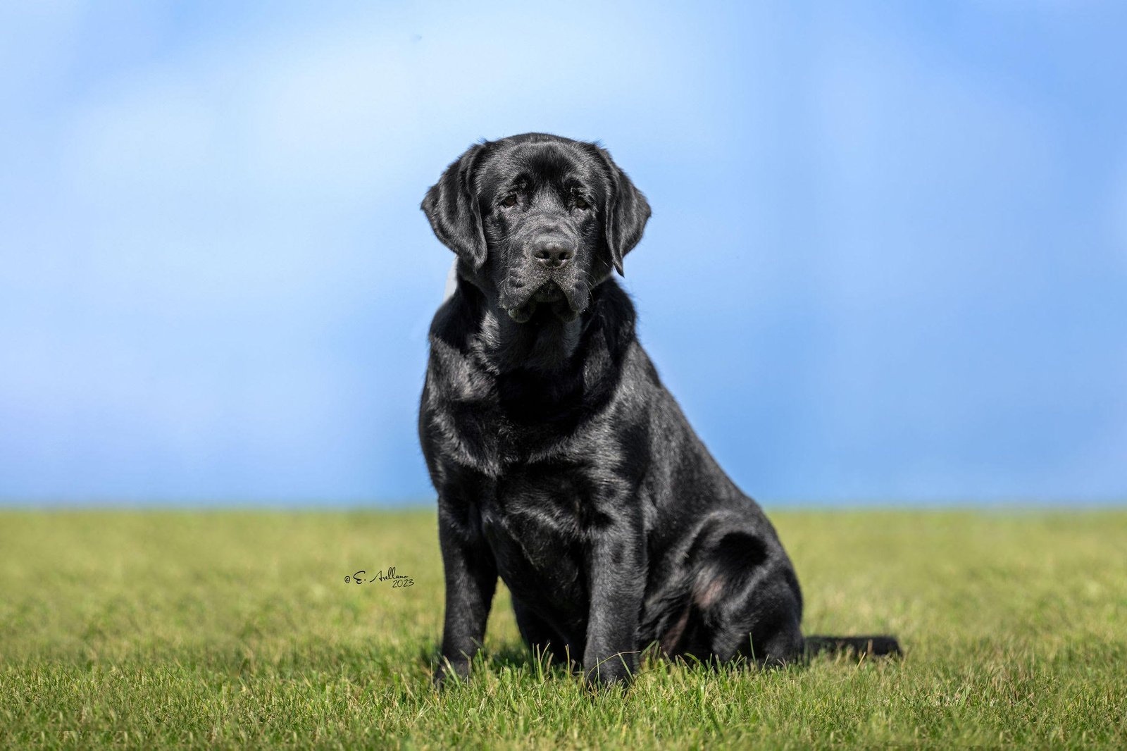 devoted dog breeds