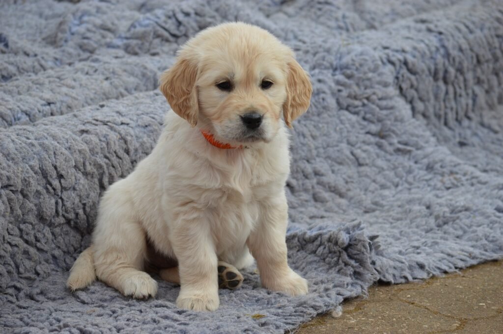 Golden Retriever