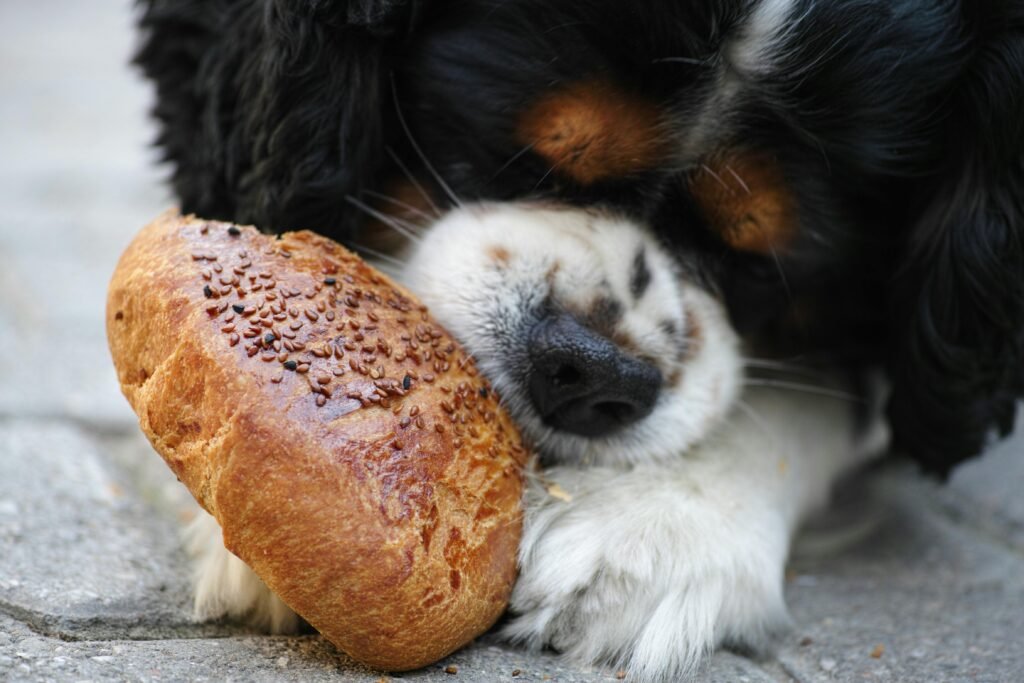 dog eating bread