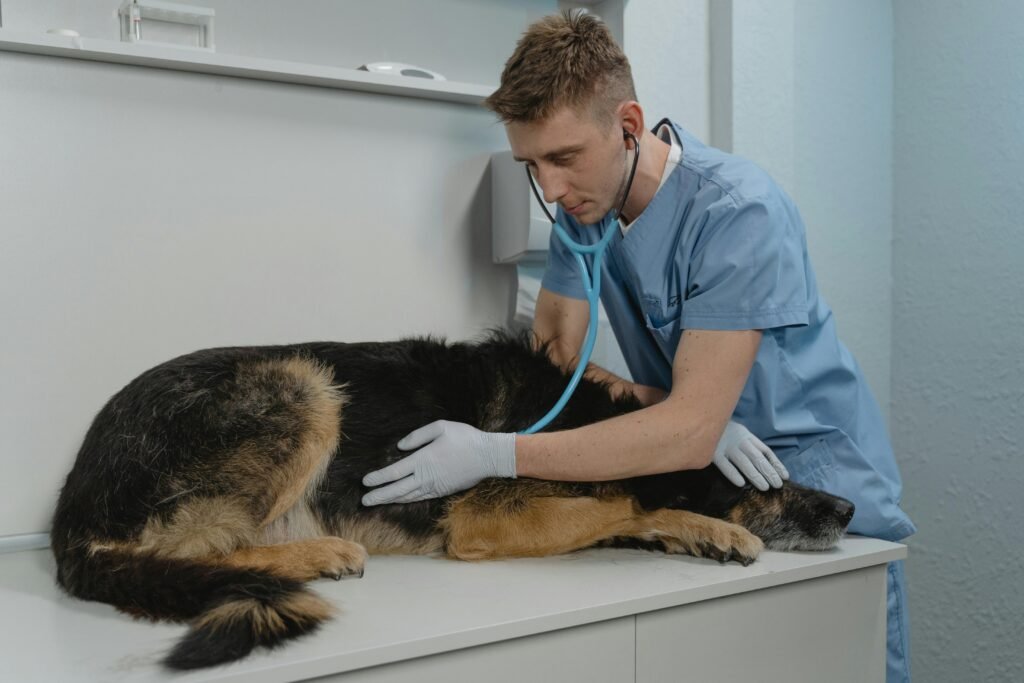 A veterinarian checking digestive and stomach condition of a dog